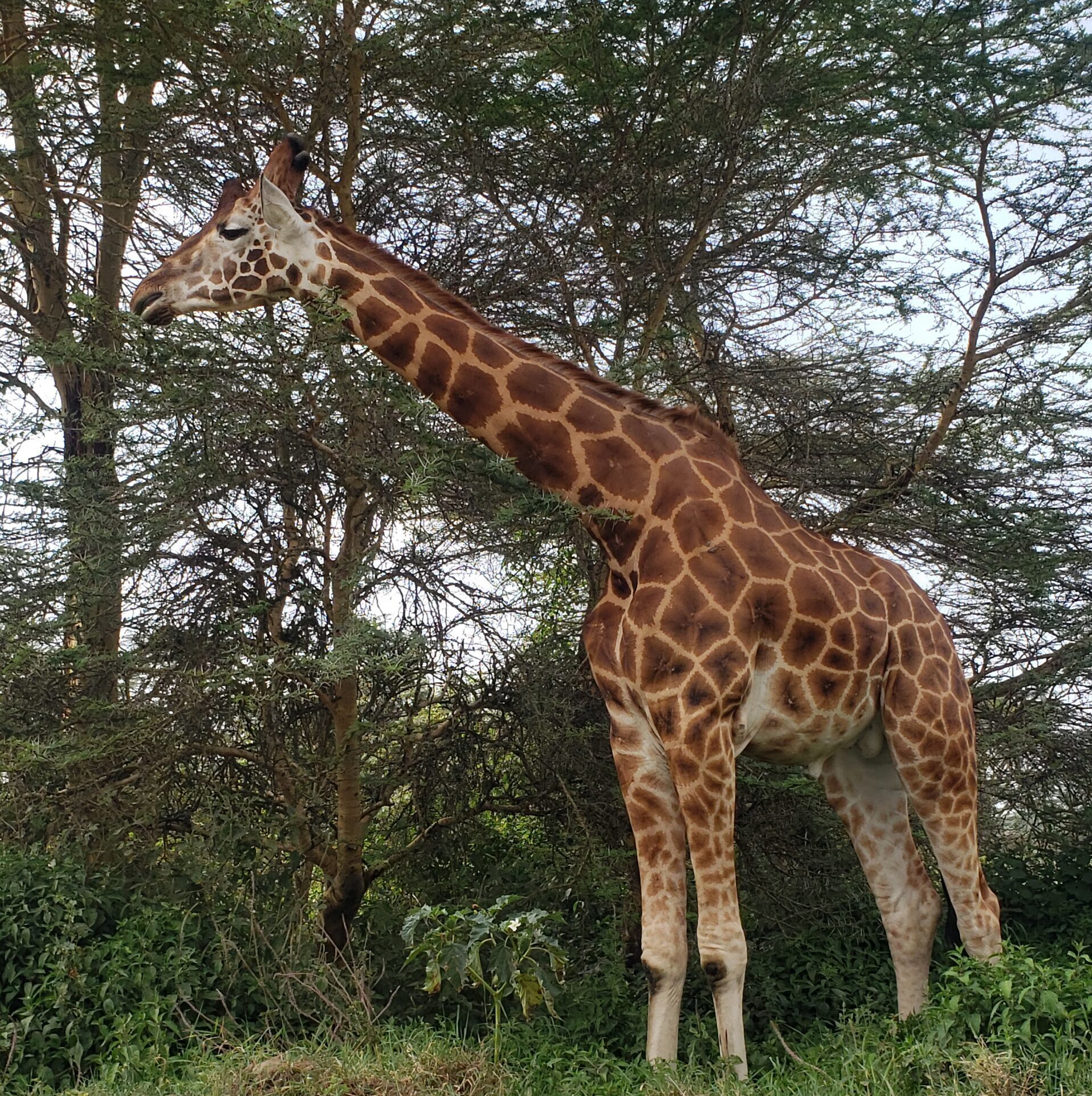 Giddi All Tours Safaris