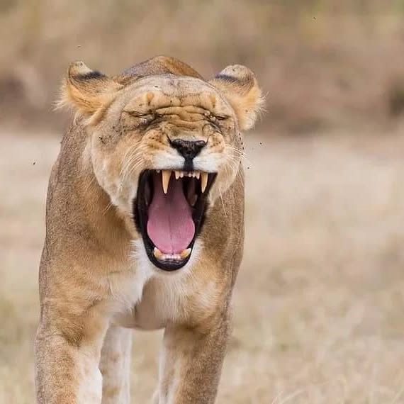 Giddi All Tours Safaris
