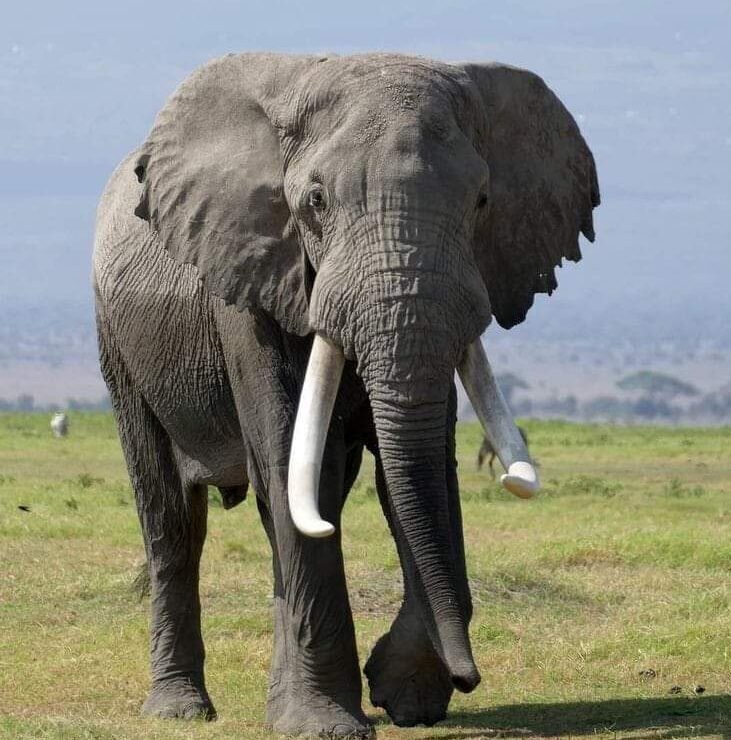 Giddi All Tours Safaris