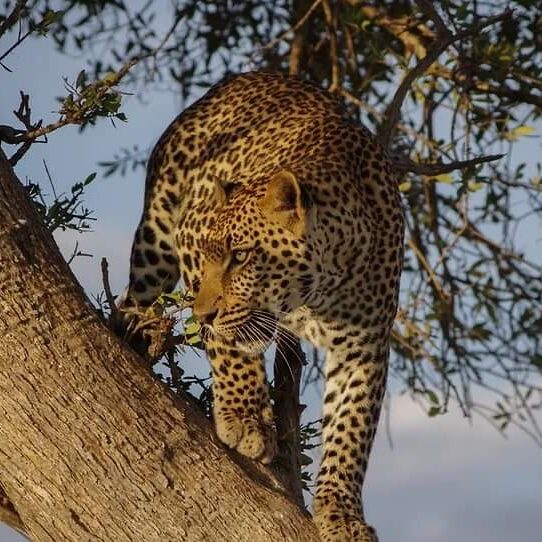 Giddi All Tours Safaris