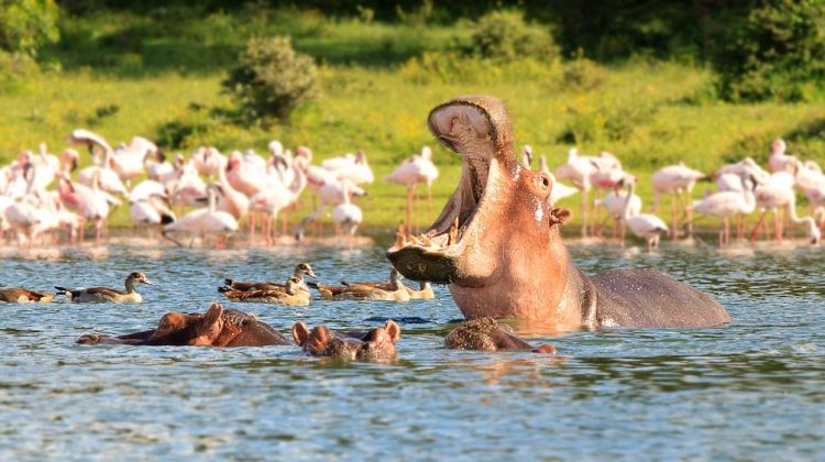Lake-Naivasha